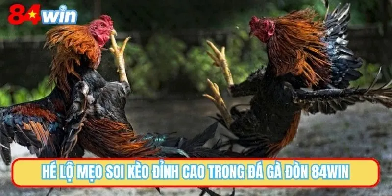 Hé lộ mẹo soi kèo đỉnh cao trong đá gà đòn 84WIN