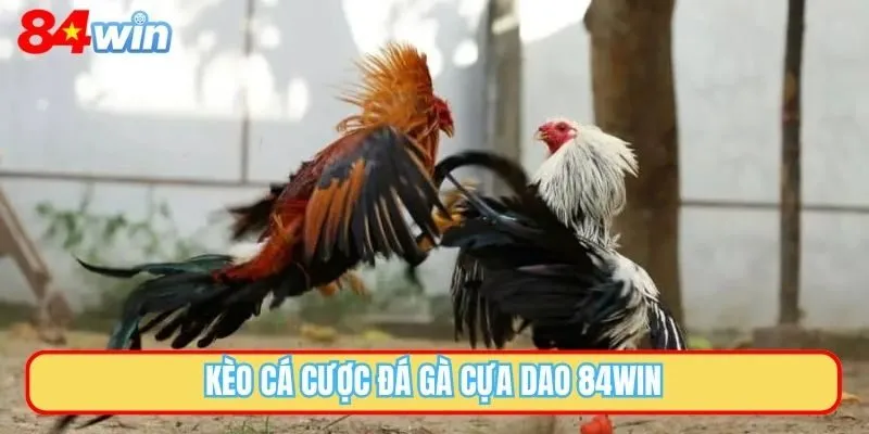 Kèo cá cược đá gà cựa dao 84WIN
