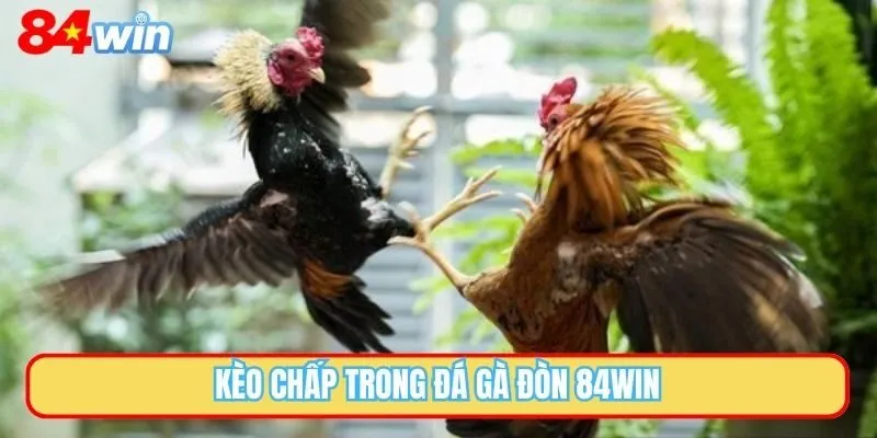 Kèo chấp trong đá gà đòn 84WIN