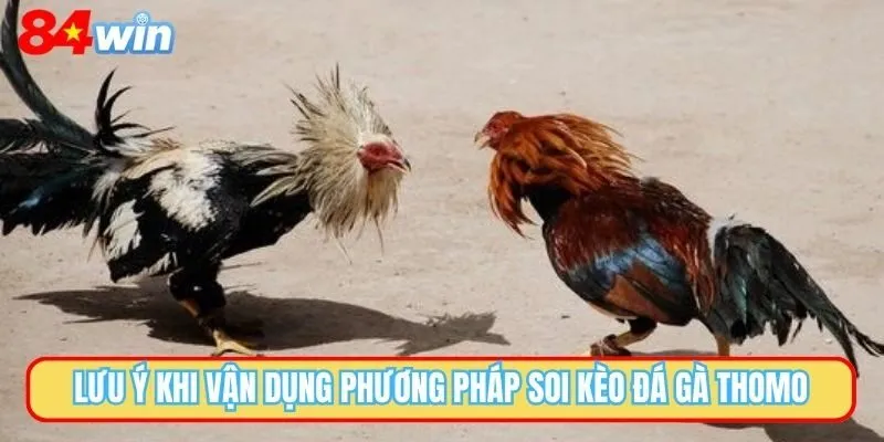 Lưu ý khi vận dụng phương pháp soi kèo đá gà Thomo